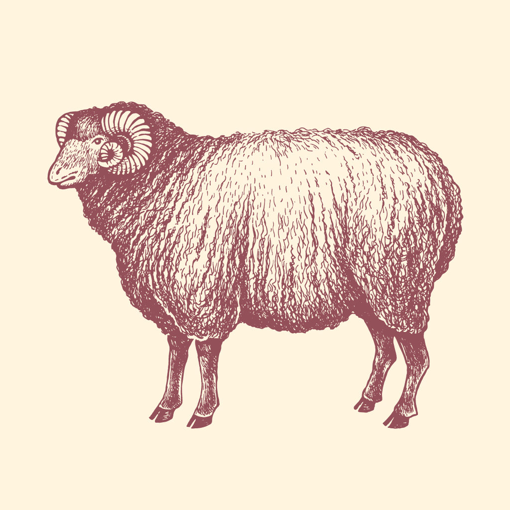Lamb – Coming soon.